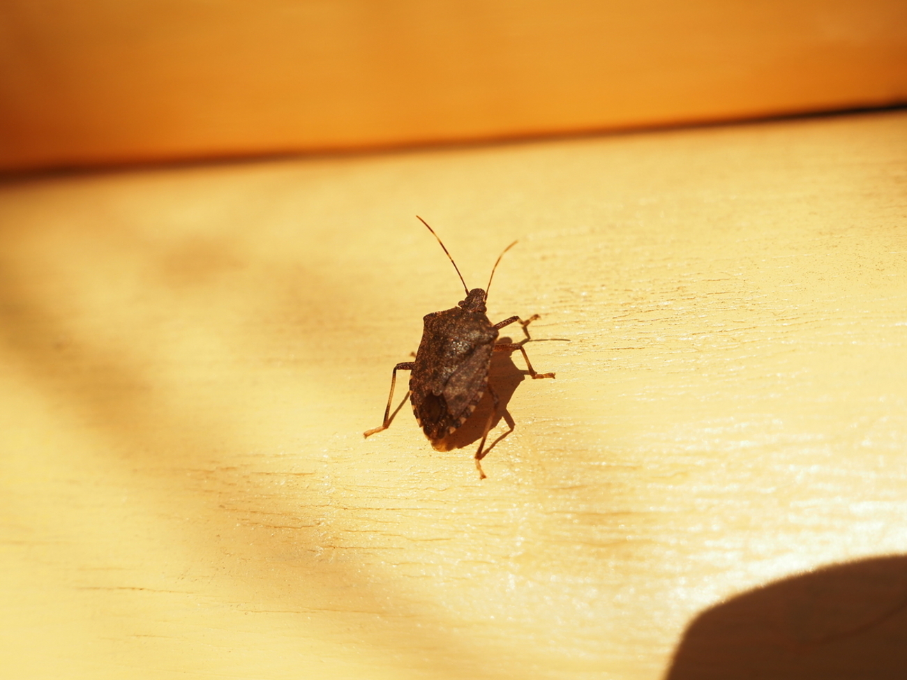 最も臭いカメムシ？ クサギカメムシは秋に目にする茶色と黒のカメムシ！ - 蓼食う虫も好き好き