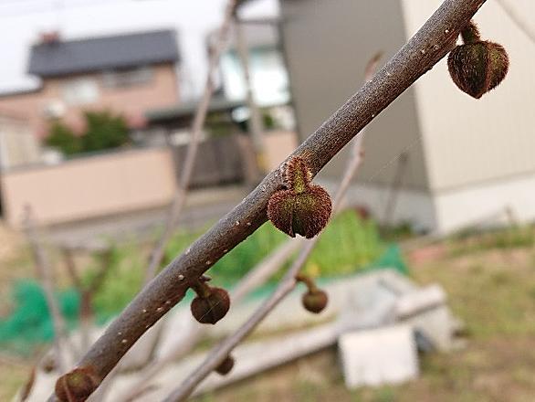 混合花芽とは 人気 最新記事を集めました はてな