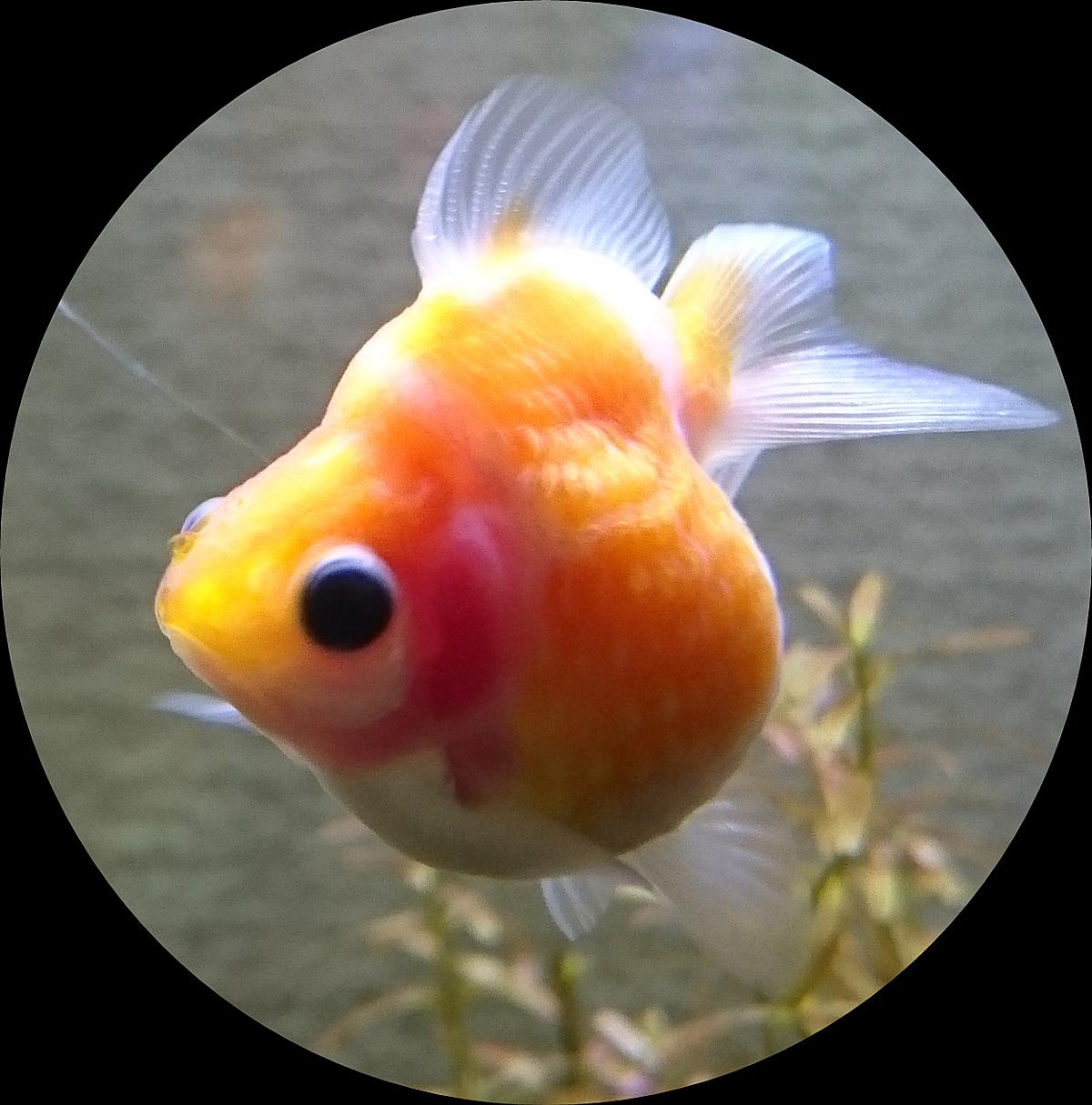 金魚屋さん カテゴリーの記事一覧 Taroのピンポン玉サバ楽しむブログ