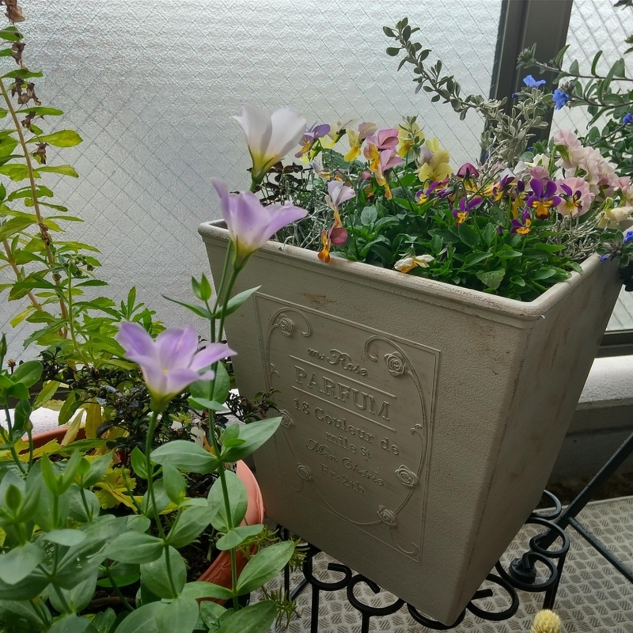 過去の冬の寄せ植えの振り返り - 庭であそぼ