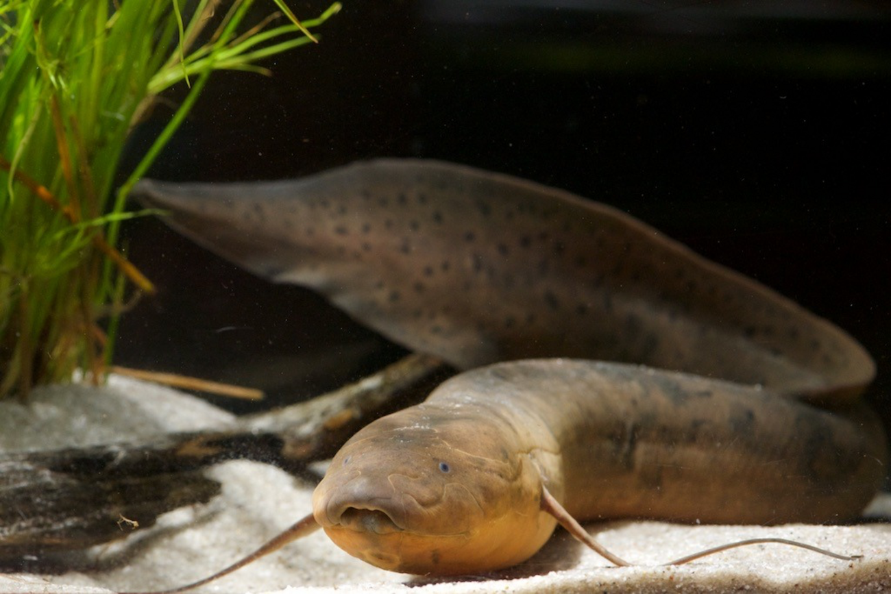 プロトプテルス・ドロイ Protopterus dolloi - RemoteRegion@AquaTotto