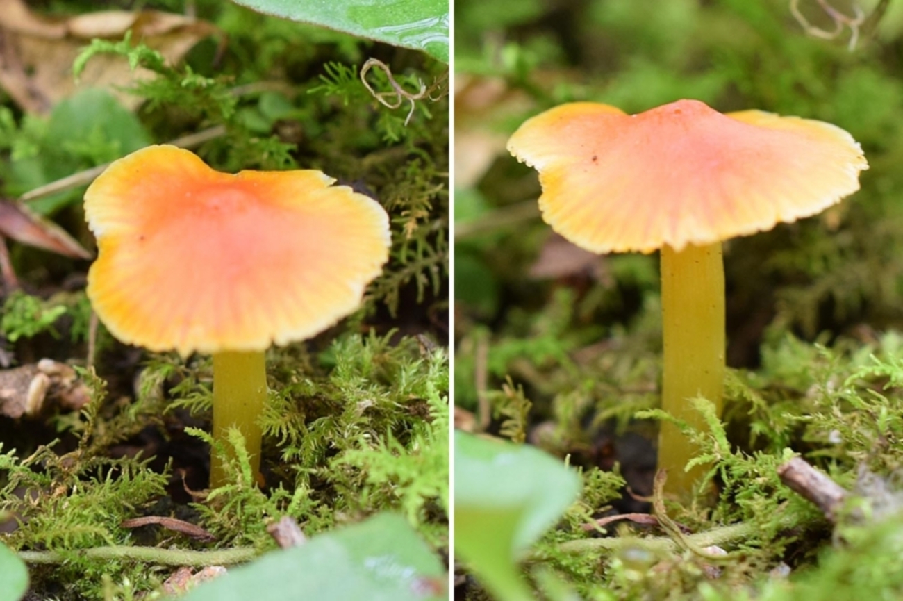 backend=imagemagick;version=1;