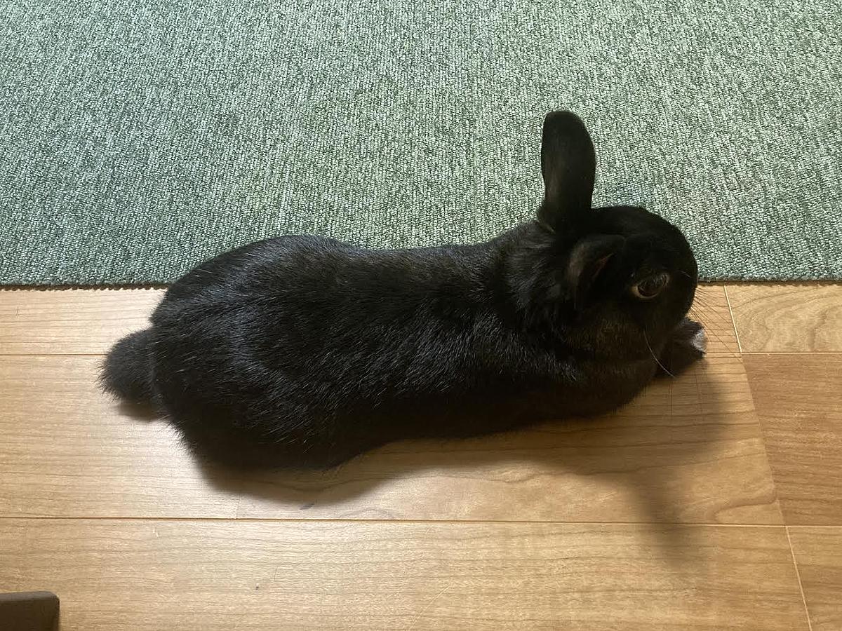 うさぎの特性 カテゴリーの記事一覧 黒うさぎのつぶやき