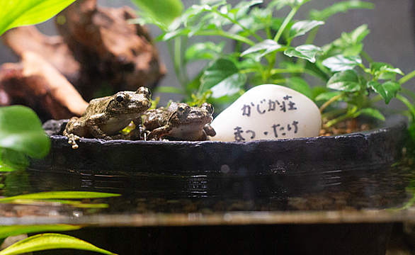 カジカガエルとは 動植物の人気 最新記事を集めました はてな