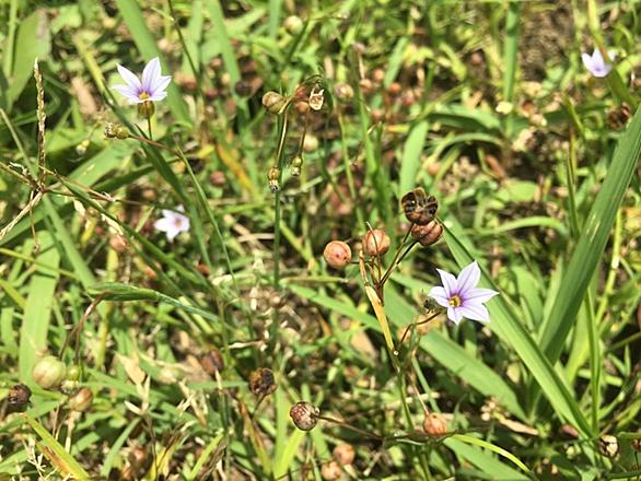 ニワゼキショウとは 動植物の人気 最新記事を集めました はてな ニワゼキショウとは 動植物の人気 最新記事を集めました はてな