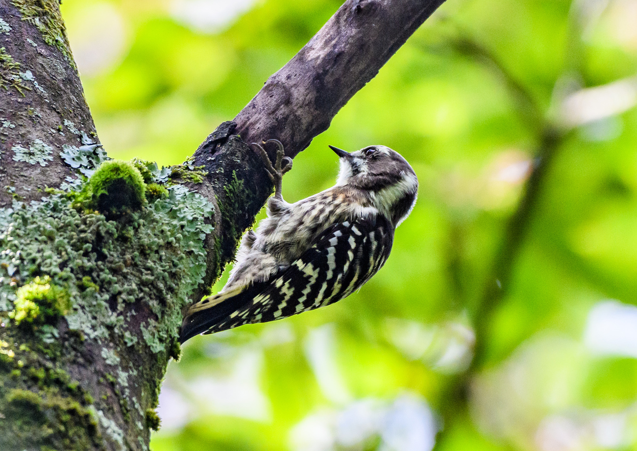 県内の林道に現れた ＂サンコウチョウ＂＂オオルリ若＂ ＂キビタキ