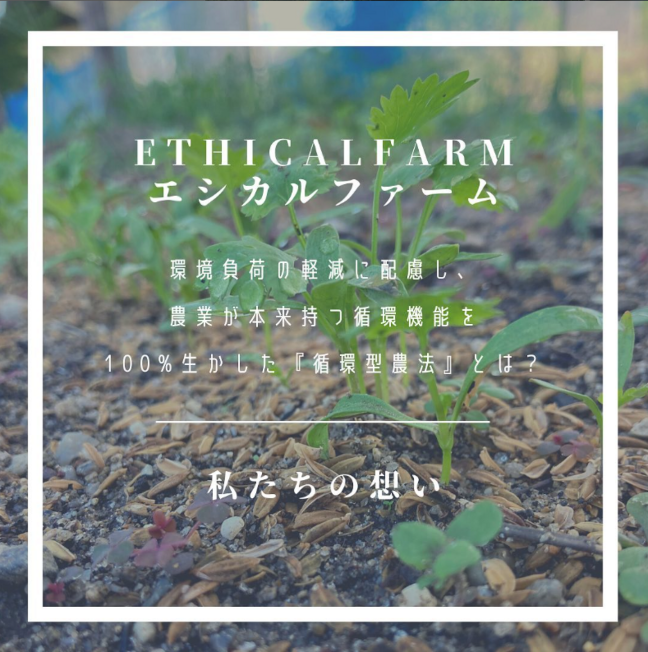 エシカルファーム】月1で無農薬・有機栽培を体験できる葉野菜