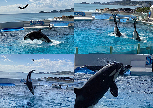 鴨川シーワールドとは 動植物の人気 最新記事を集めました はてな