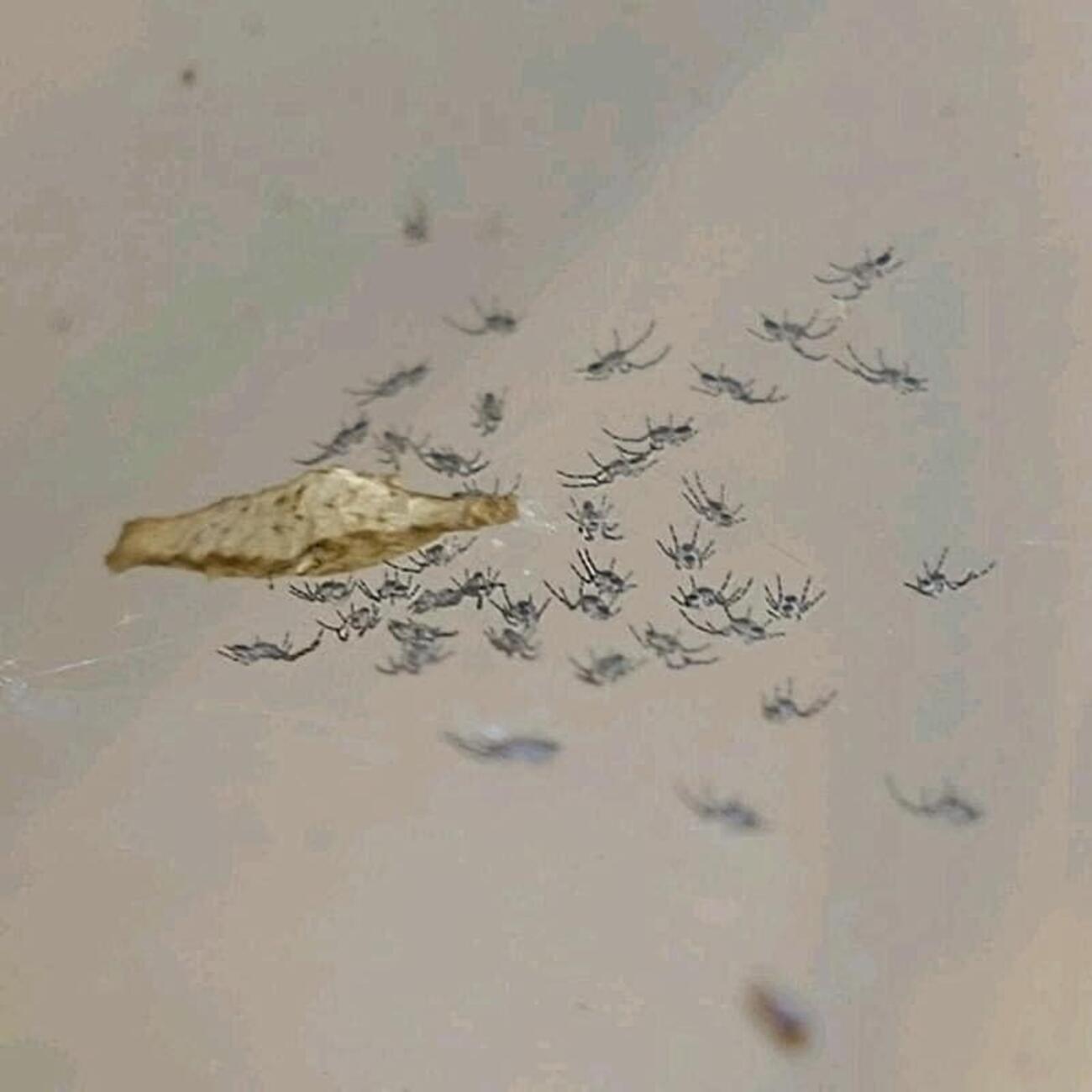 ヤリグモの卵嚢（らんのう）を見つけました！ - YUの昆虫観察