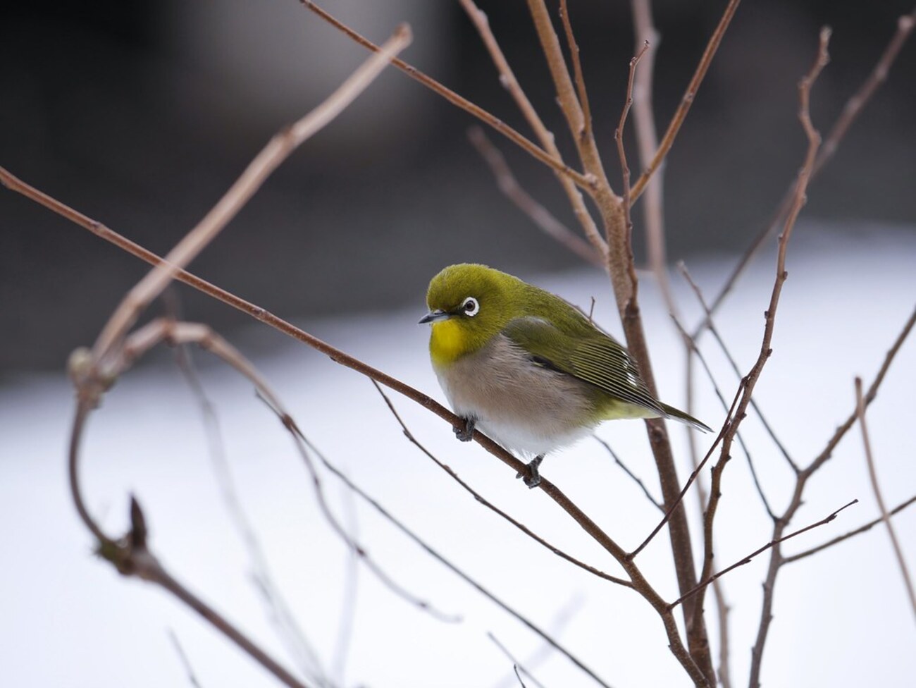 GM1と100-300mmで井の頭公園の野鳥を撮影 - こずぶろ