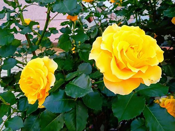 自分らしく生きるとは 人気 最新記事を集めました はてな