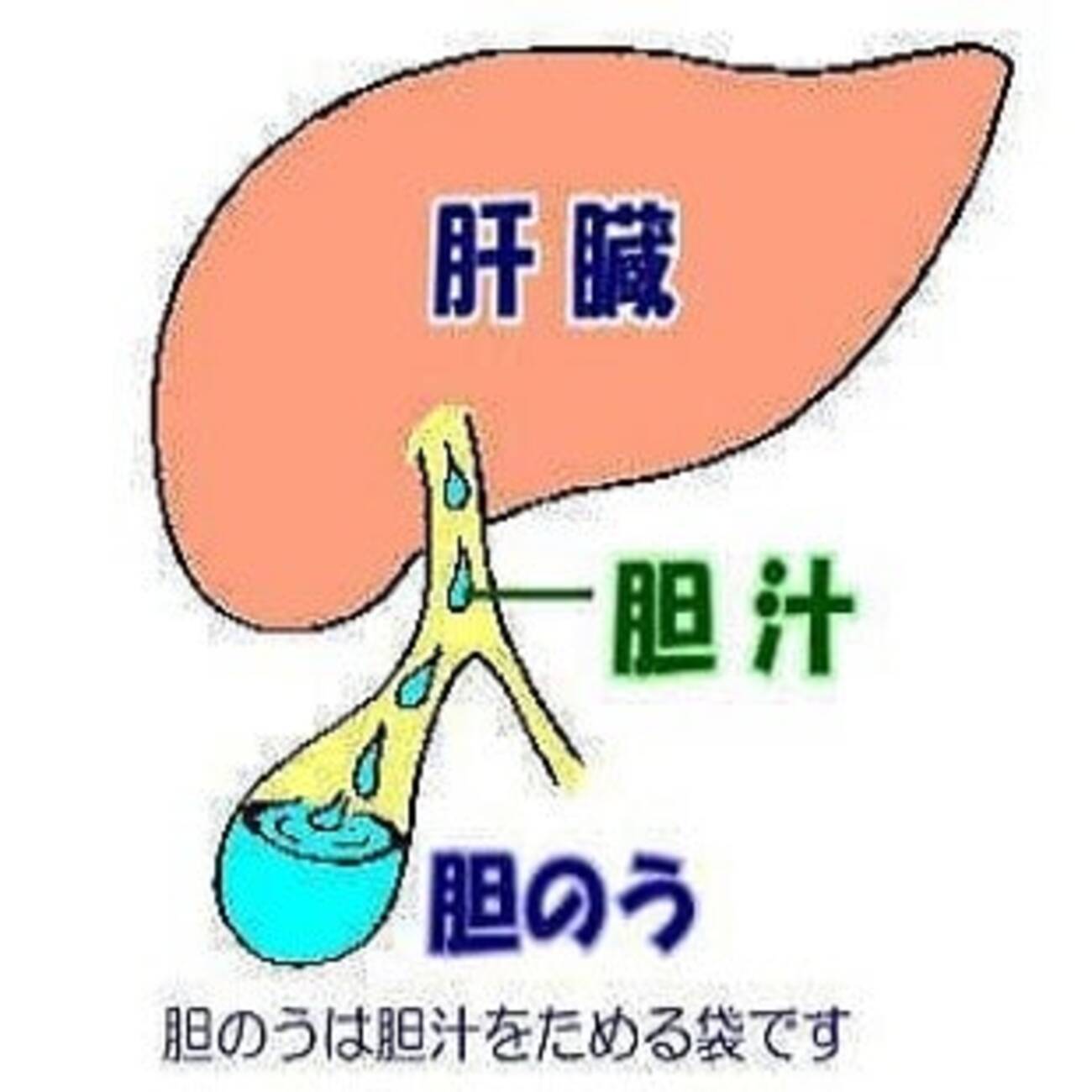 胆のう って不要？ - どうぐまつ（物欲生活）