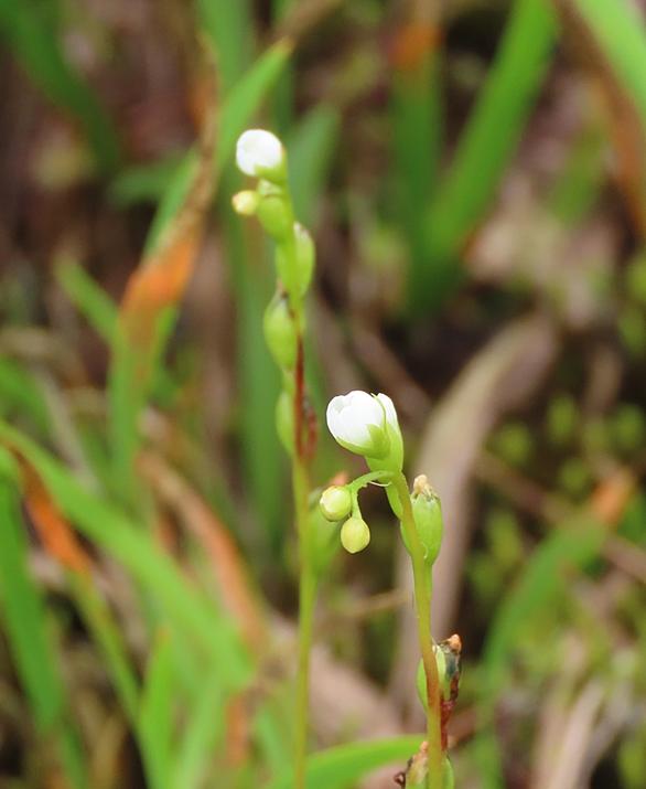 モウセンゴケとは 動植物の人気 最新記事を集めました はてな モウセンゴケとは 動植物の人気 最新記事を集めました はてな
