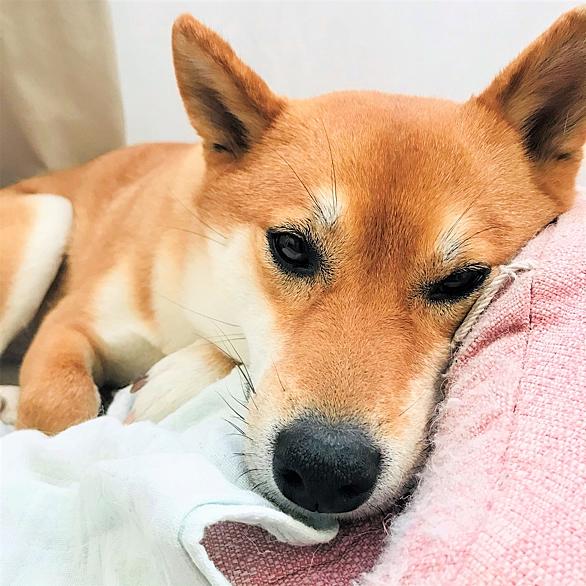 プルーンとは 食の人気 最新記事を集めました はてな プルーンとは 食の人気 最新記事を集めました はてな