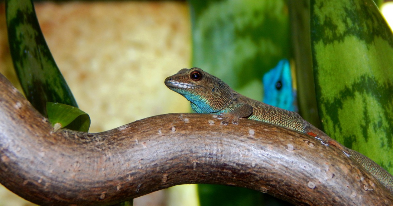 ヤモリの秘密:爬虫類としての魅力と生態を探る! - 株おじいちゃんの生活の知恵袋