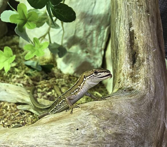 ニホンカナヘビとは 動植物の人気 最新記事を集めました はてな