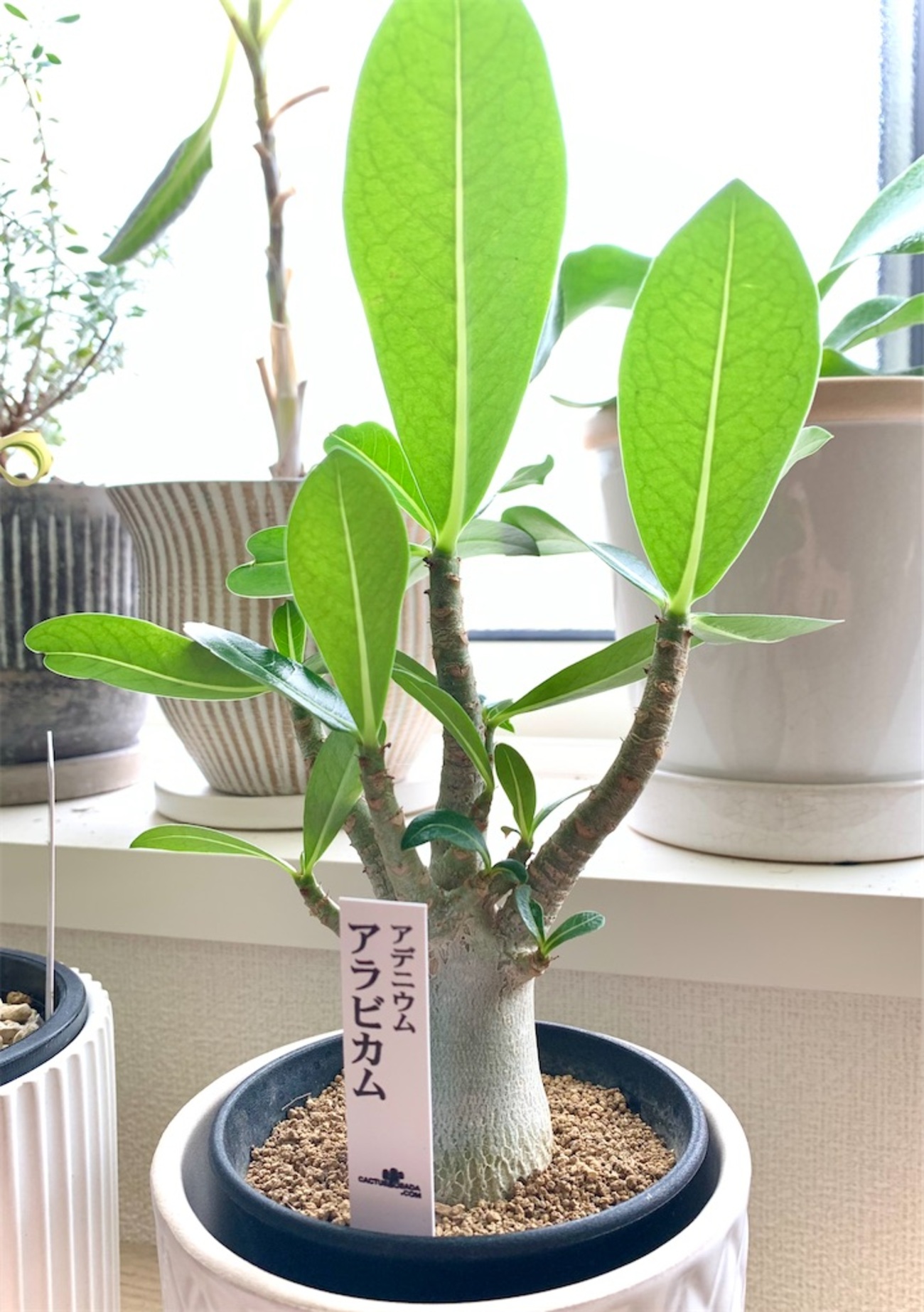 アデニウムアラビカム 迫っ TOKY鉢仕立て