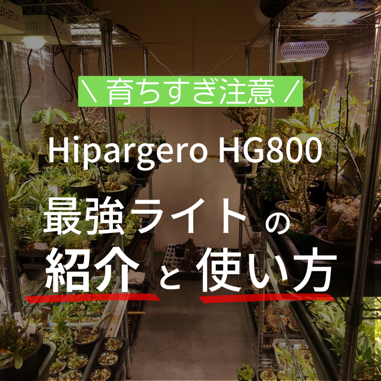 植物育成ライト Hipargero HG800 最強な理由と使い方 - And Plants