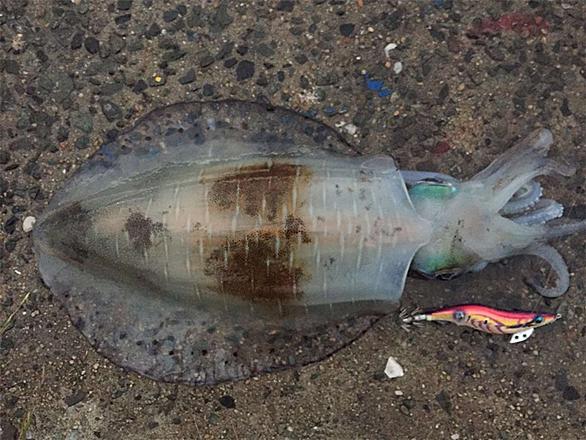 シリヤケイカとは 動植物の人気 最新記事を集めました はてな シリヤケイカとは 動植物の人気 最新記事を集めました はてな