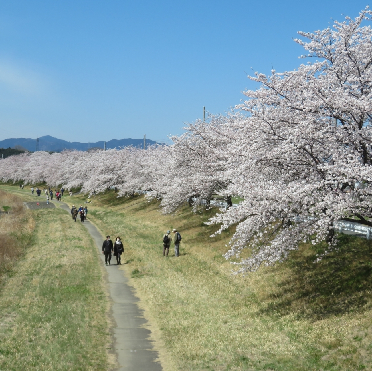 No.359【埼玉県】川岸に5㎞に渡り咲き乱れる桜並木！「こだま千本桜