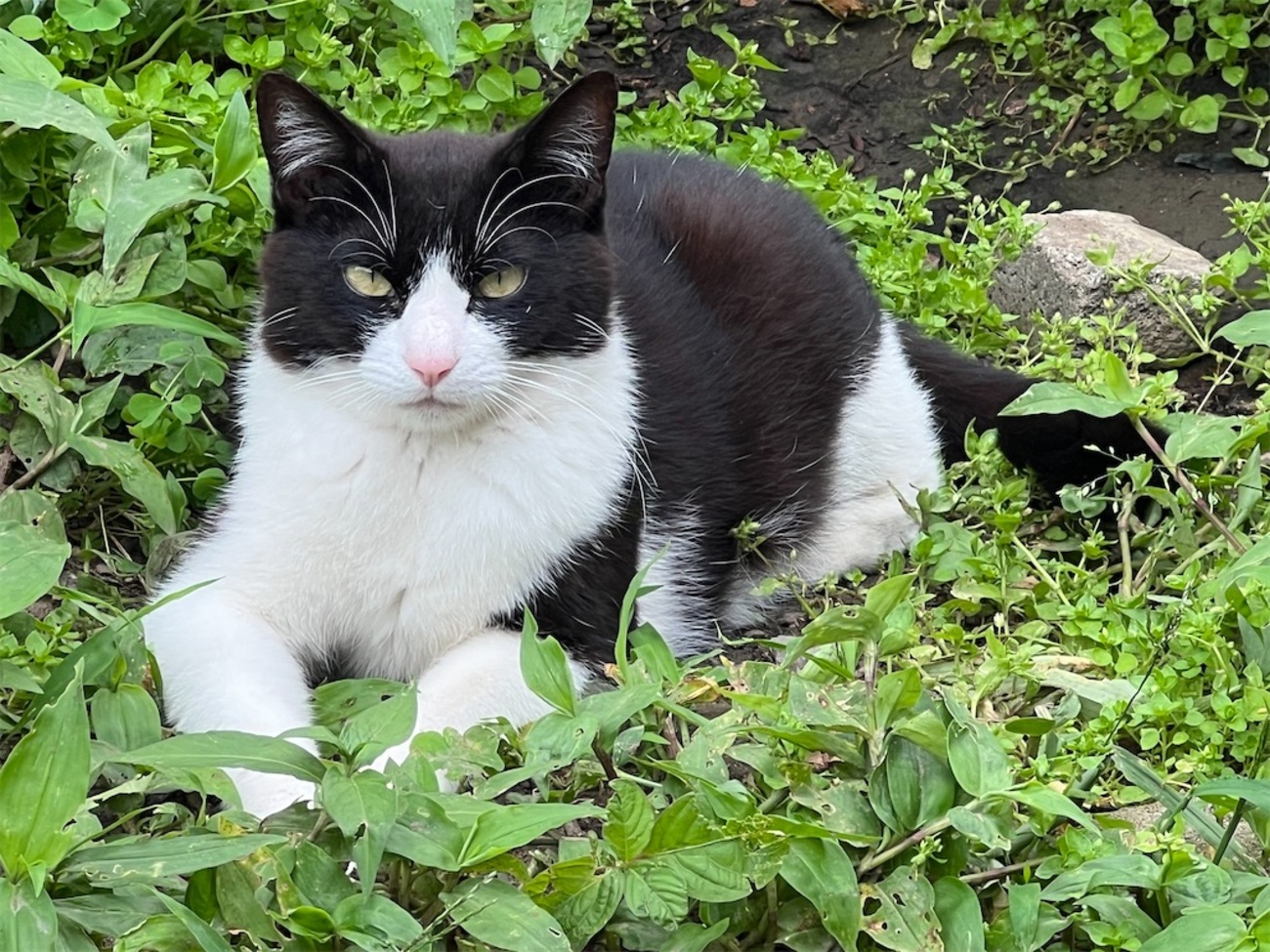 外猫三昧 - antiquewhiteblogwithlemon’s blog