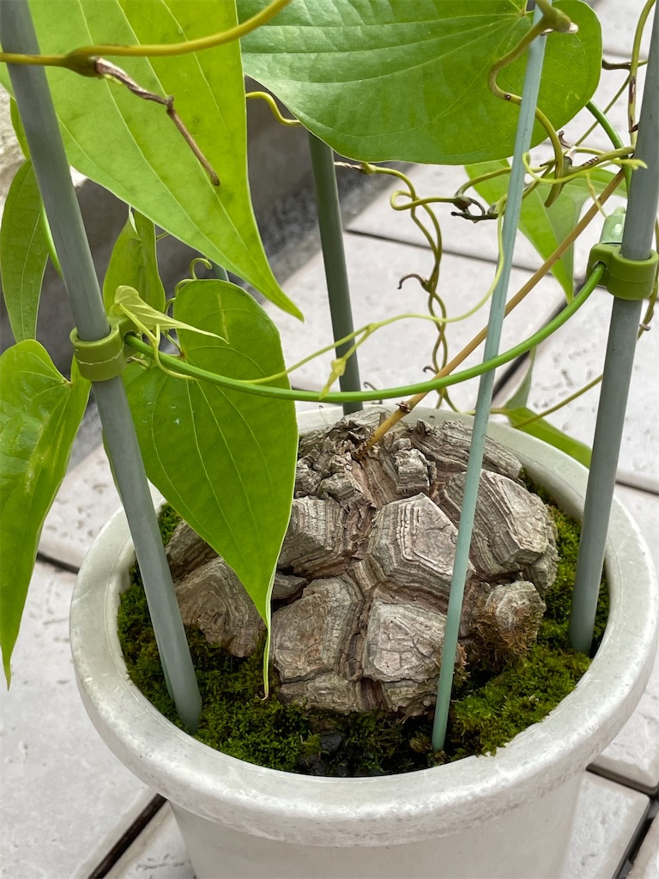 メキシコ亀甲竜の植え替え - もらとりあむ