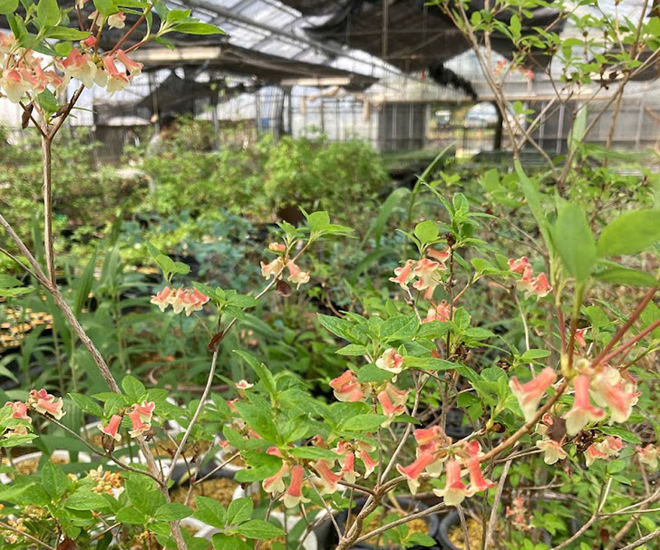 山採り ウスギヨウラク ヨウラクツツジ 【公式通販】