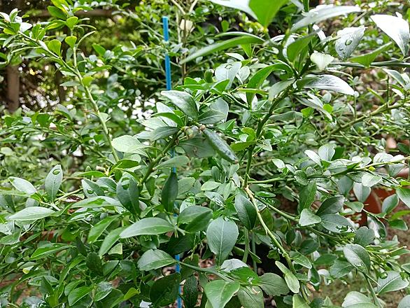 フィンガーライムとは 動植物の人気 最新記事を集めました はてな フィンガーライムとは 動植物の人気 最新記事を集めました はてな