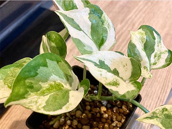 ポトスとは 動植物の人気 最新記事を集めました はてな