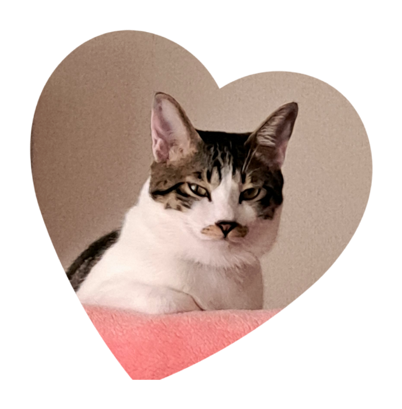 ESSENCE AUDIO イヤホンケ－ブル 2pin 3.5mm Amazonプライム感謝祭 Amazonプライム感謝祭2025 イヤホン オーディオ