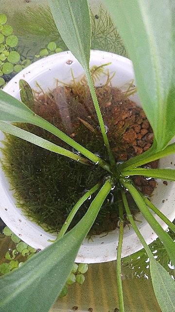 サカマキガイとは 動植物の人気 最新記事を集めました はてな サカマキガイとは 動植物の人気 最新記事を集めました はてな