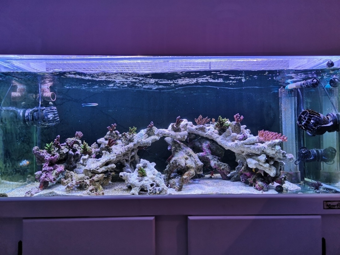 岩組みしてみました。 - はなちゃんの小さな海