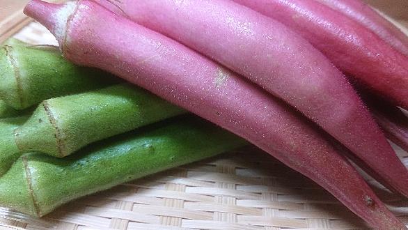 島オクラとは 食の人気 最新記事を集めました はてな