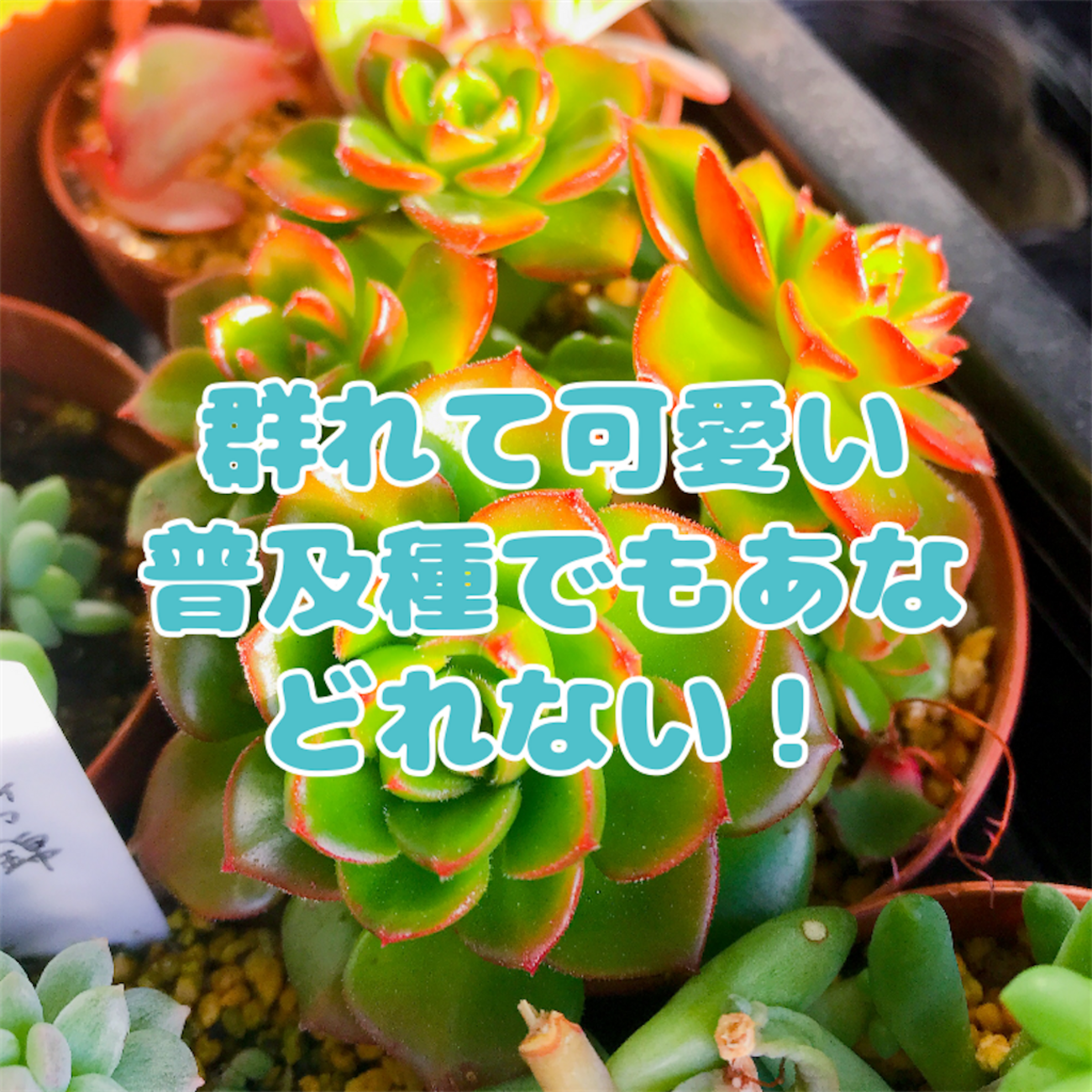 グレーと赤の多肉植物 中型*3 クレープ（チャンヒー農園苗） – 多肉植物の通販・販売サイト tawawa