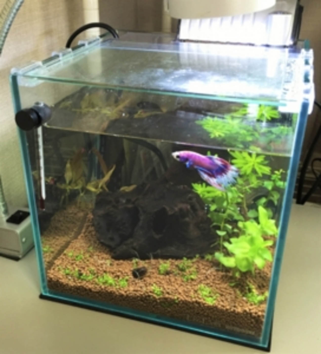 デスクトップアクア ベタ水槽を立ち上げ - Baicaiの欠片