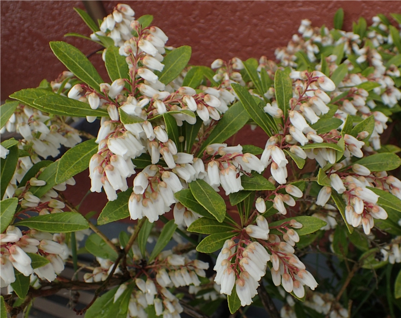 Pieris koidzumiana - Amitostigma's blog