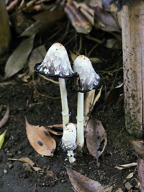ササクレヒトヨタケとは 動植物の人気 最新記事を集めました はてな ササクレヒトヨタケとは 動植物の人気 最新記事を集めました はてな