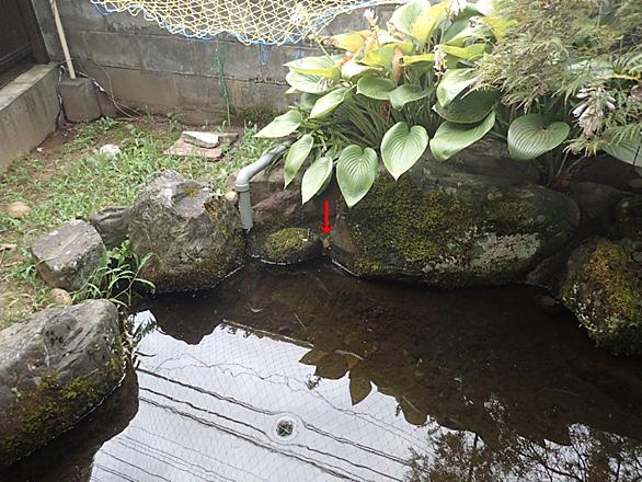 ニホンイシガメとは 動植物の人気 最新記事を集めました はてな
