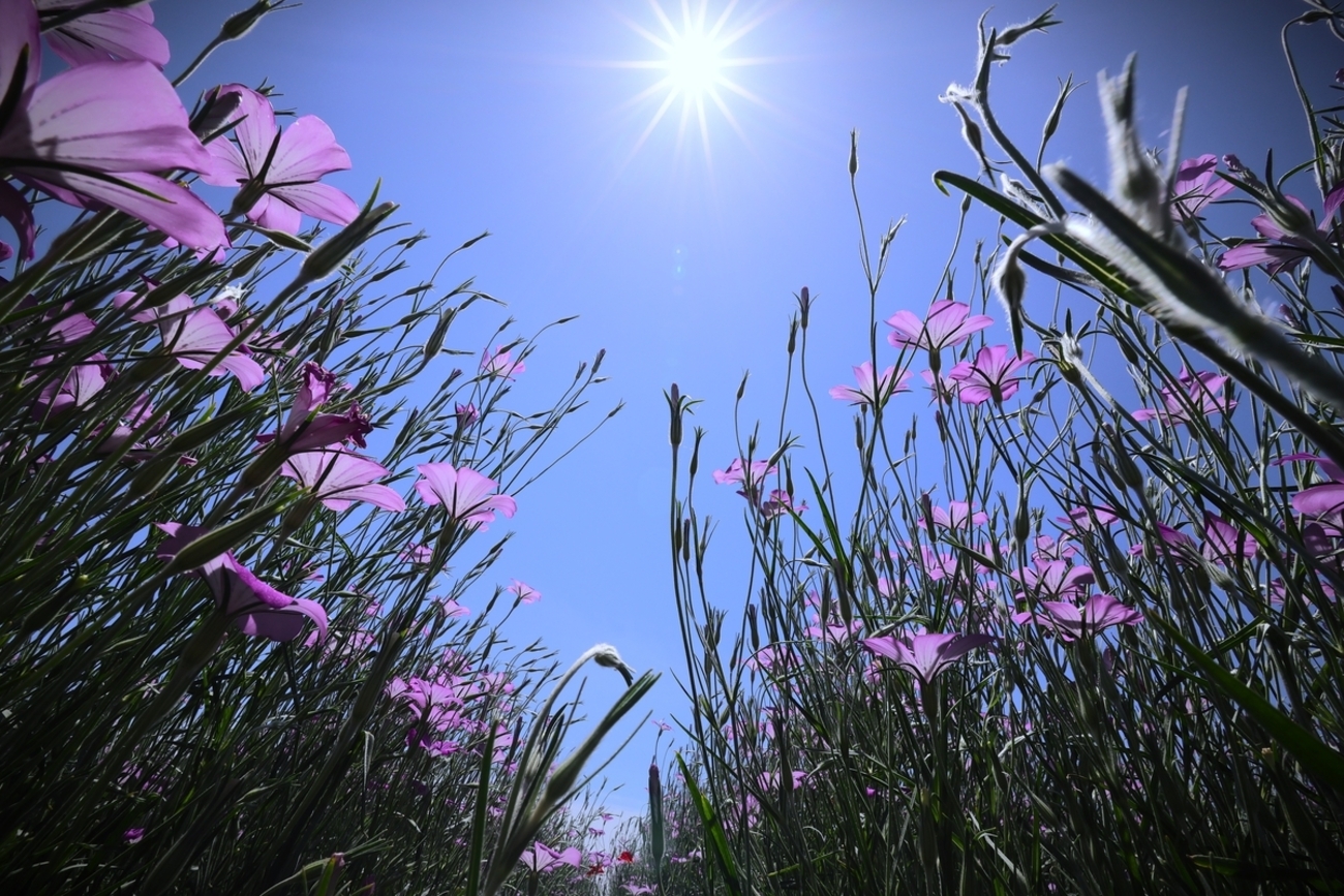ムギナデシコ【鼻高展望花の丘・5月7日開花状況その②】 - ずっと