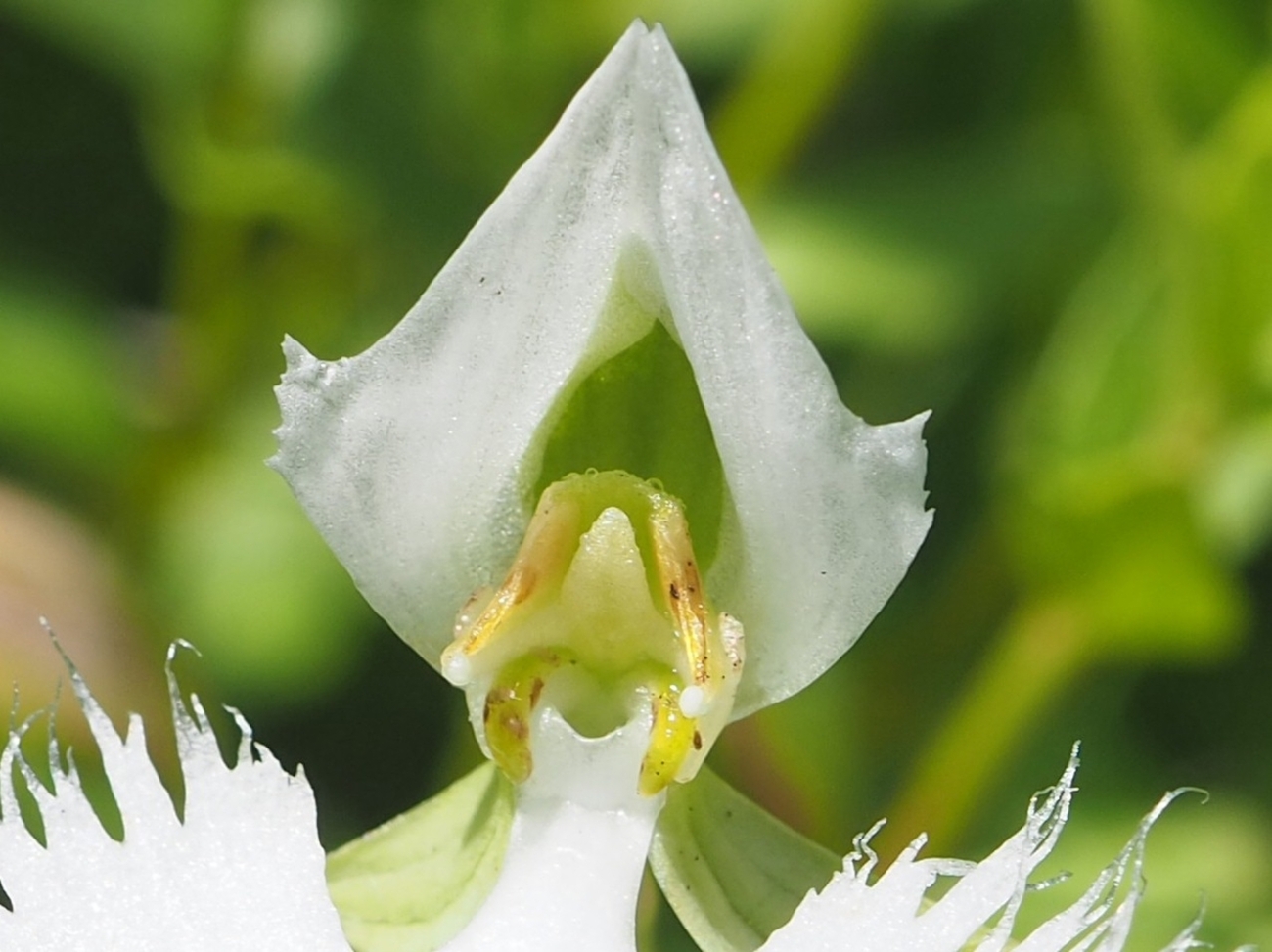 backend=imagemagick;version=1;