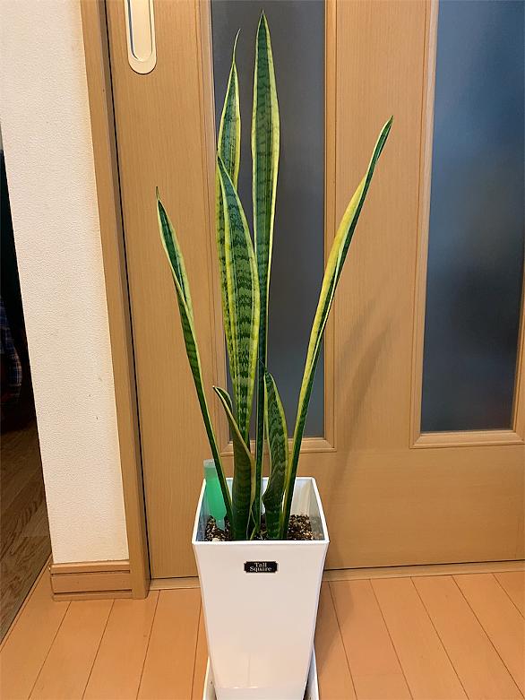 サンスベリアとは 動植物の人気 最新記事を集めました はてな