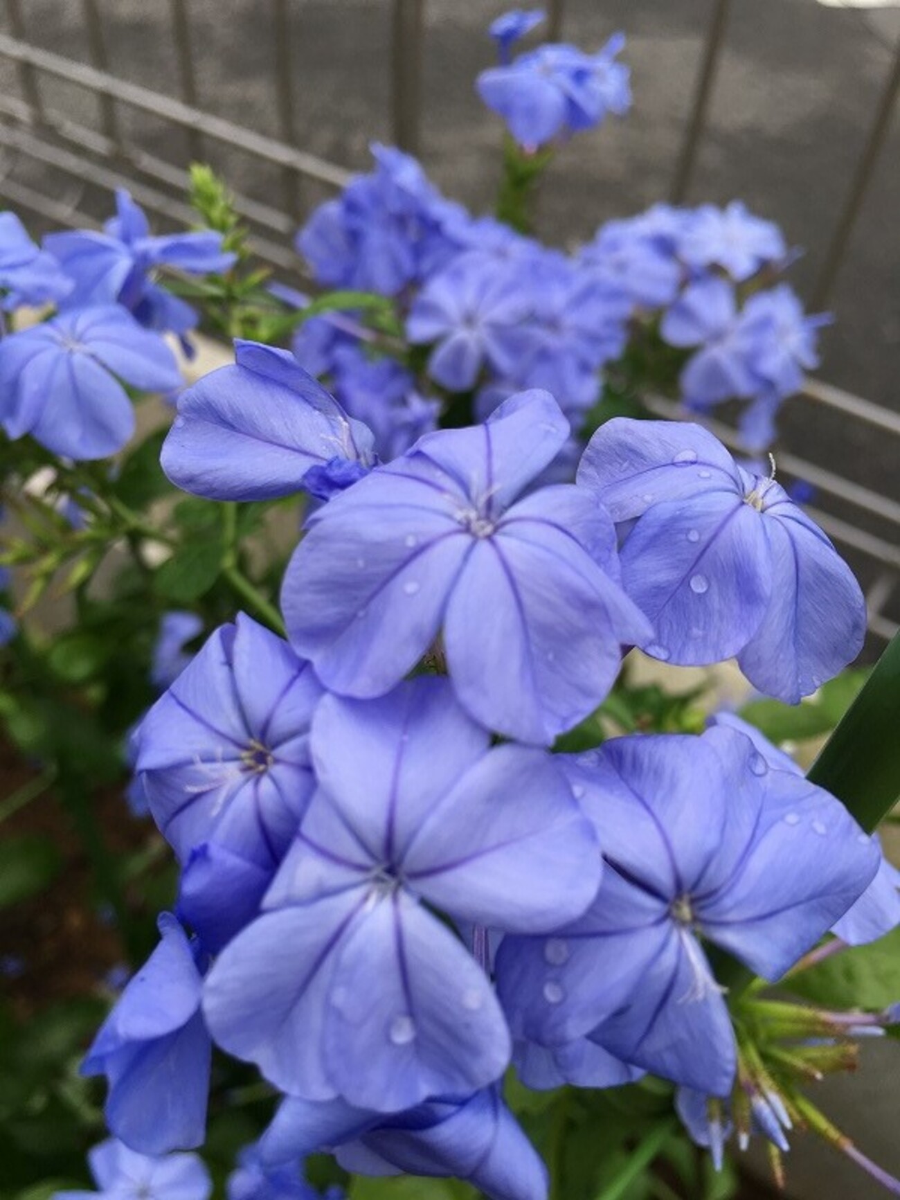 神秘的な青紫の花に吸い込まれる！ ルリマツリ（プルンバーゴ