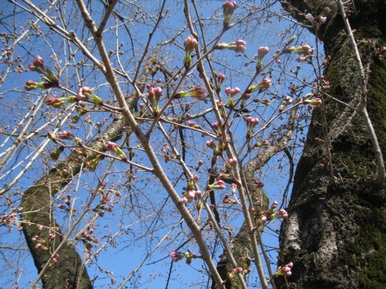 桜はまだでした! - 散歩の道すがら
