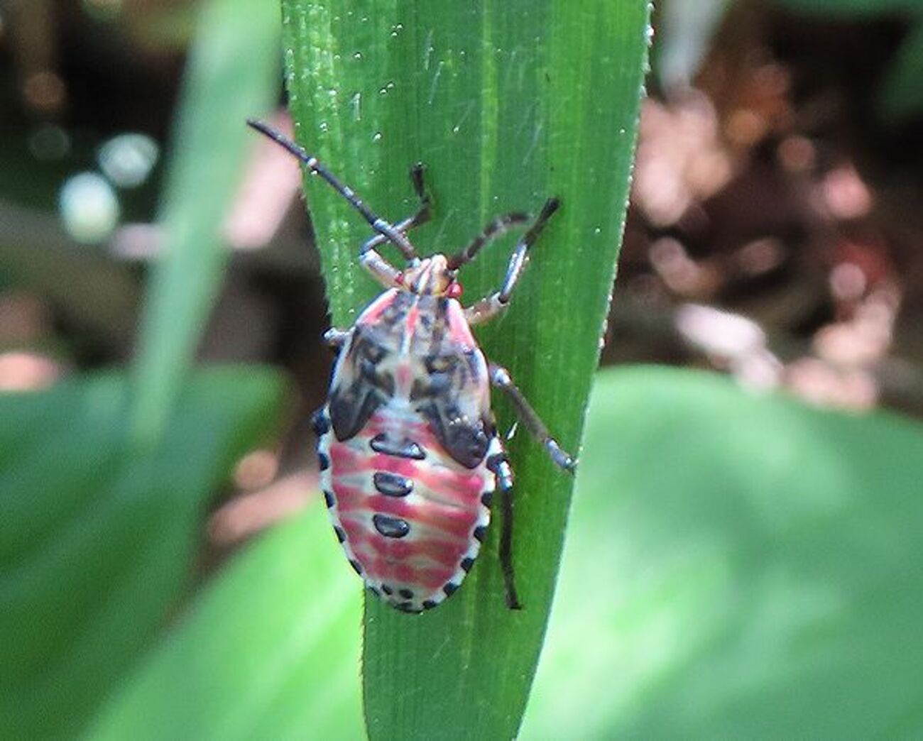 世界最古の擬態する昆虫？クサカゲロウ幼虫 - 善福寺公園めぐり
