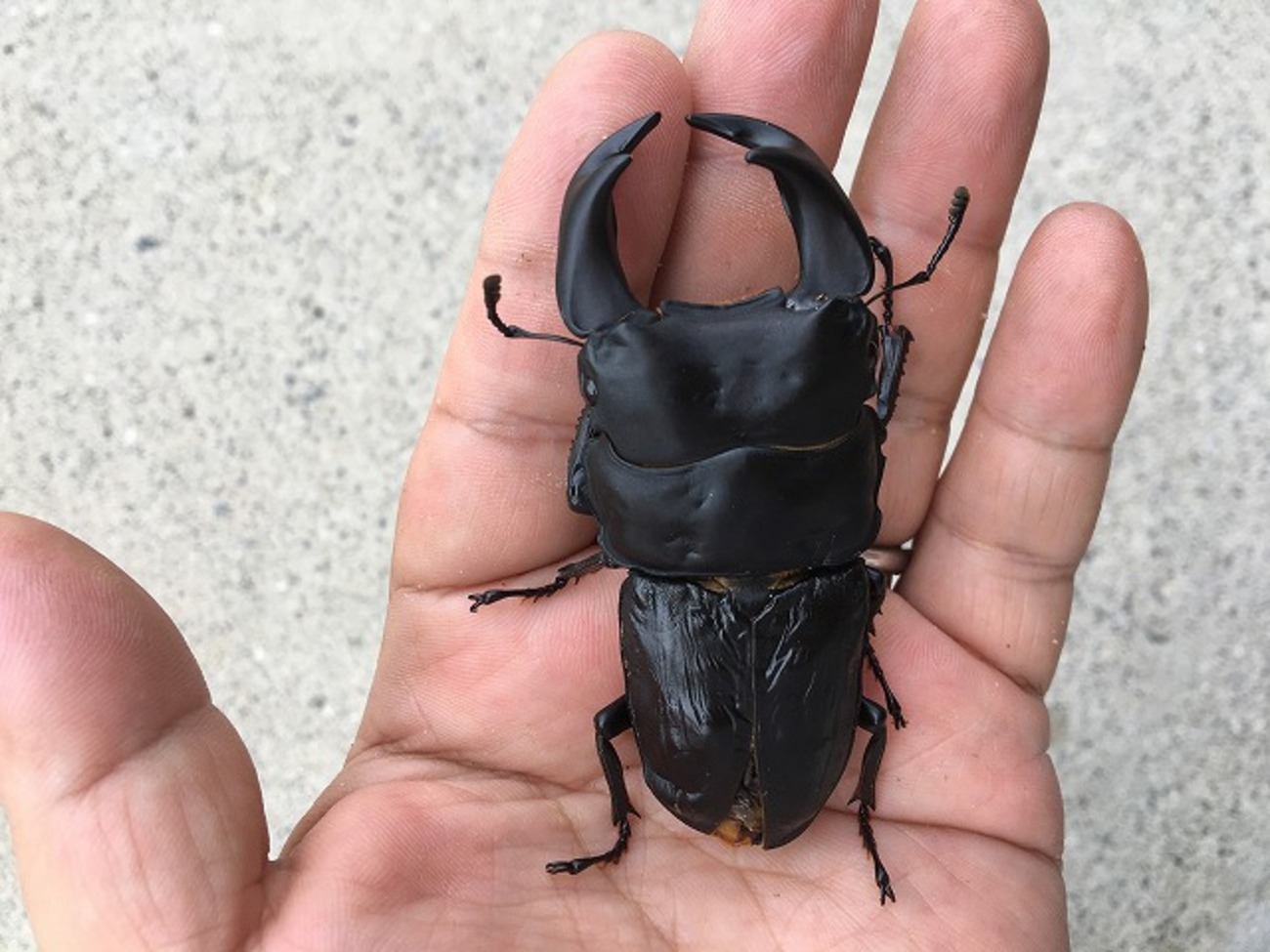 国産オオクワガタ　ゴードンR00BAN 極太血統ゴードンR！！国産オオクワ！ : カブトクワガタ☆GLOBAL