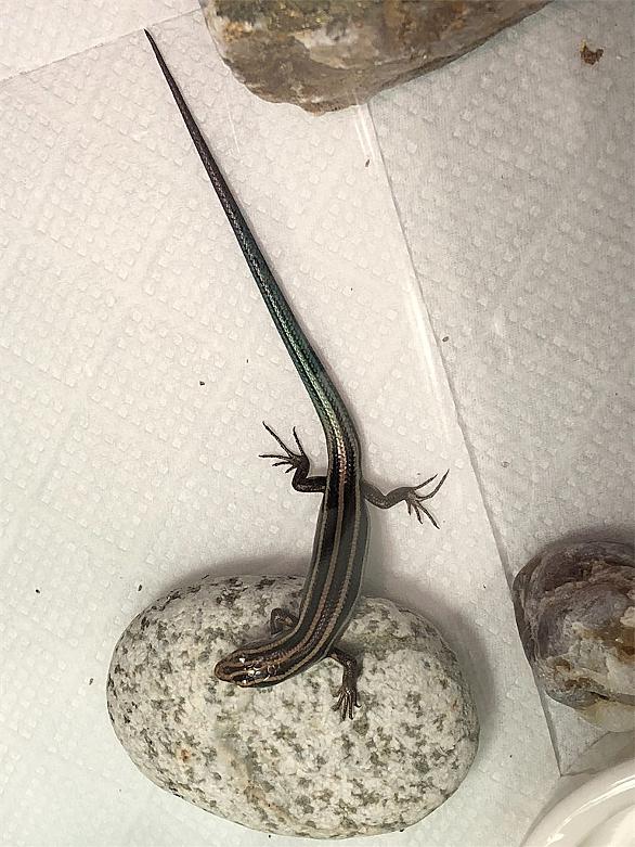 ニホントカゲとは 動植物の人気 最新記事を集めました はてな ニホントカゲとは 動植物の人気 最新記事を集めました はてな