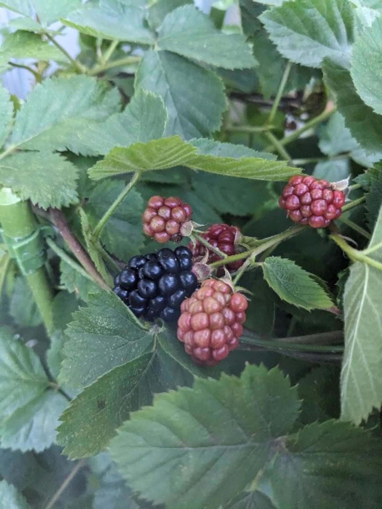 backend=imagemagick;version=1;