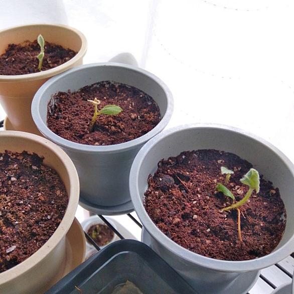 ビワとは 動植物の人気 最新記事を集めました はてな