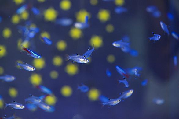 ネオンテトラとは 動植物の人気 最新記事を集めました はてな ネオンテトラとは 動植物の人気 最新記事を集めました はてな