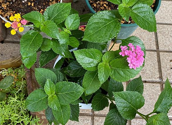 ランタナとは 動植物の人気 最新記事を集めました はてな ランタナとは 動植物の人気 最新記事を集めました はてな